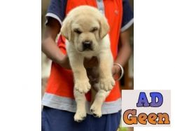 Labrador Male and Female Good Lineage Puppies available 9793862529